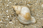Shell of red whelk