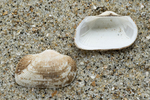 Shells milky-white ark