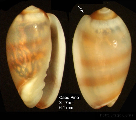 Gibberula epigrus  (Reeve, 1865)  - Specimen from Cabopino (M�laga, Spain), depth 3-7 m (height 6.1 mm), 