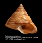 Calliostoma lusitanicum