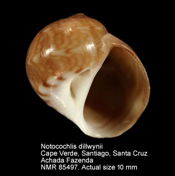 Notocochlis dillwynii