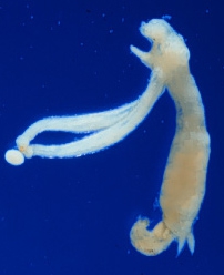 Lernaeopodina longimana female with dwarf male attached