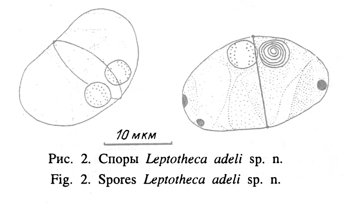 Myxospores