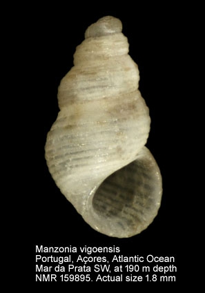 Manzonia vigoensis