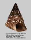 Jujubinus fraterculus
