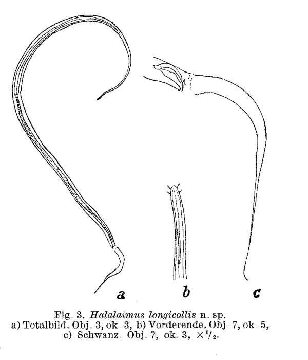 Halalaimus longicollis Allg�n, 1932