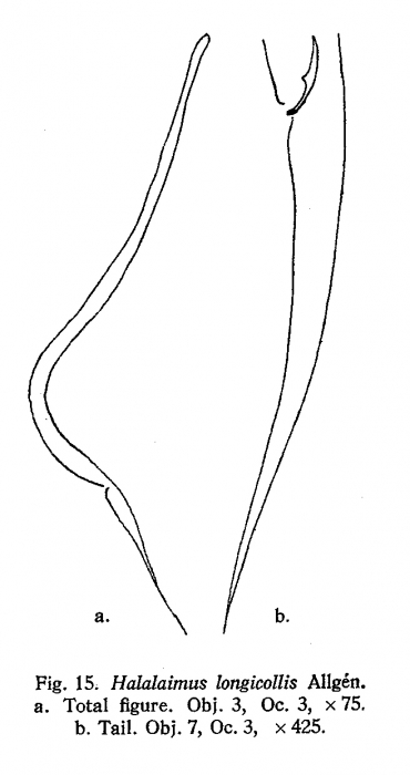 Halalaimus longicollis Allg�n, 1932