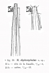 Halalaimus diplocephalus Filipjev, 1927 