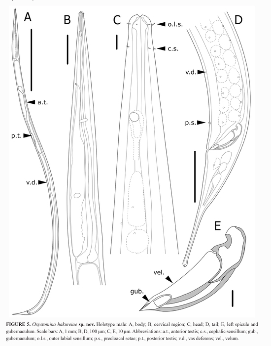 Worms World Register Of Marine Species