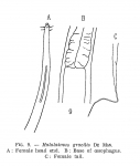 Halalaimus gracilis de Man, 1888