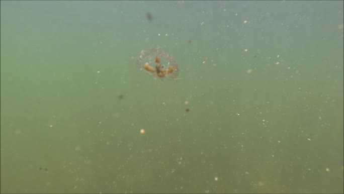 Clinging jellyfish - Gonionemus vertens
