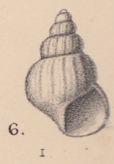 Rissoa turricula Jeffreys, 1884