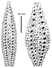Gracilechinus elegans (ambulacral + interambulacral plates)