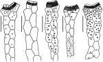 Brissopsis (comparison of ambulacral structure)