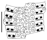Stereocidaris ingolfiana (ambulacral plates)