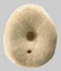 Echinocyamus pusillus (oral)