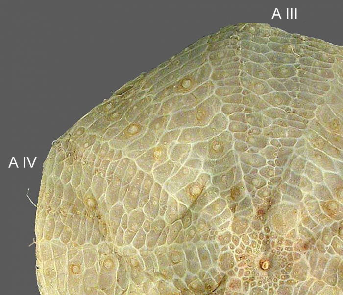 Sperosoma grimaldii (aboral, close-up)