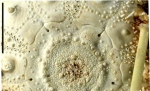Caenopedina cubensis (apcial plates)