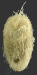 Aeropsis rostrata (aboral)