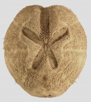Brissopsis lyrifera (aboral)
