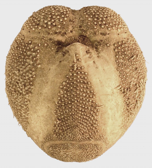Brissopsis lyrifera (oral)