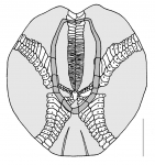 Echinocardium cordatum (aboral plating)