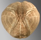 Echinocardium mediterraneum (aboral)