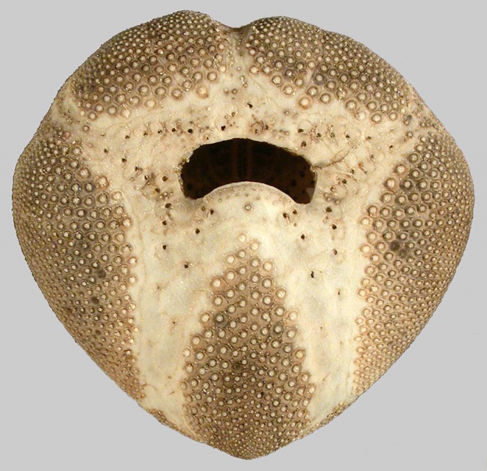 Echinocardium mediterraneum (oral)