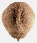 Echinocardium mediterraneum (aboral)