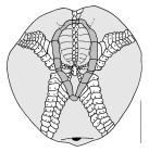 Echinocardium mediterraneum (aboral plating)