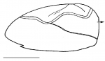 Brisaster fragilis (lateral)