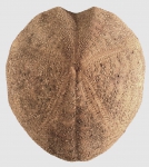 Spatangus raschi (aboral)