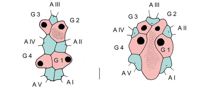 Atelostomata (apical system)