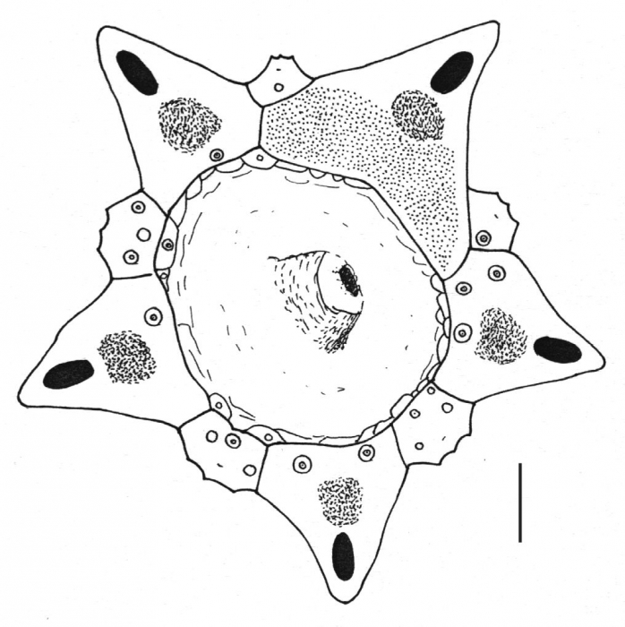 Diadema setosum (apical system)