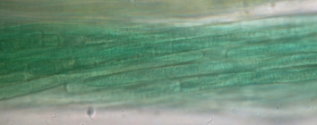 Microcoleus chtonoplastes