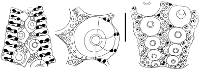 Coelopleurus floridanus (ambulacral plates)