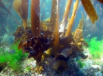 Saccorhiza polyschides Saccorhiza polyschides