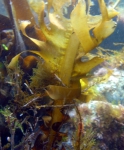 Undaria pinnatifida Undaria pinnatifida