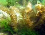 Undaria pinnatifida Undaria pinnatifida