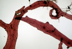 Acrosorium ciliolatum Acrosorium ciliolatum