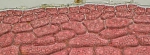 Acrosorium ciliolatum Acrosorium ciliolatum