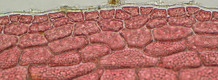 Acrosorium ciliolatum