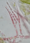 Acrochaetium naumannii Acrochaetium naumannii
