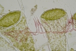 Acrochaetium naumannii Acrochaetium naumannii