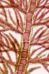 Aglaothamnion tripinnatum Aglaothamnion tripinnatum