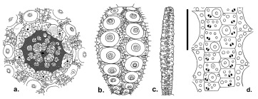 Plesiodiadema globulosum (apical disc, interambulacral and ambulacral plates)