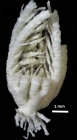 Thaumatometra septentrionalis A. H. Clark, 1918, Holotype Copenhagen CRI-43