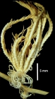 Trichometra delicata A. H. Clark, 1911, holotype, side view