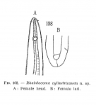 Rhabdocoma cylindricauda Shuurmans Stekhoven, 1950