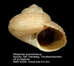 Margarites groenlandicus